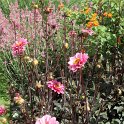Dahlia x 'Rosamund Classic' (2)
